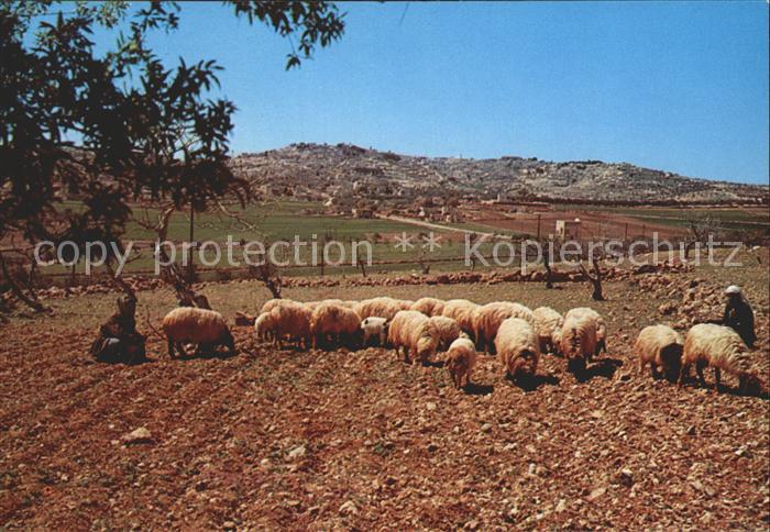 Schafe Shepherd s Field Bethlehem