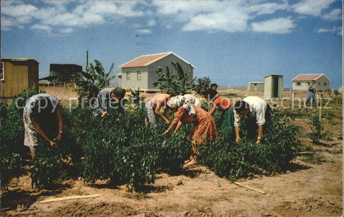 Ernte Landwirtschaft Settlement Lakish Region Israe