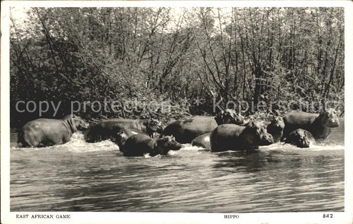 Tiere Nilpferde East-Africa Hippo