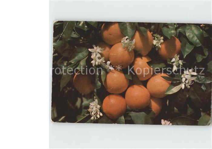 California US-State Orangen