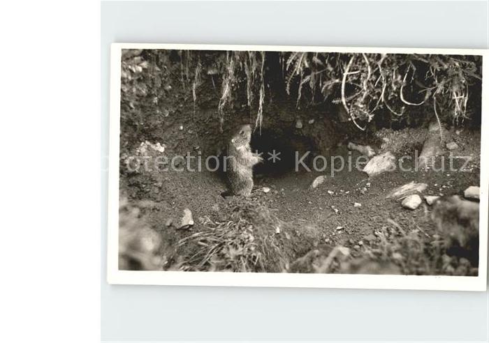 Tiere Murmeltiere in freier Wildbahn