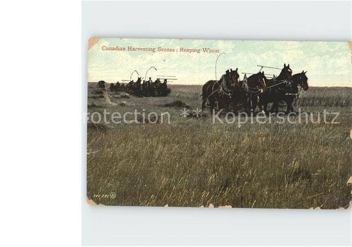 Saskatoon Pferdekutschen