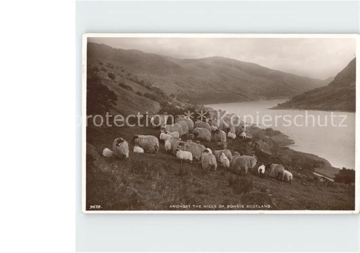 Schafe Hills Bonnie Scotland