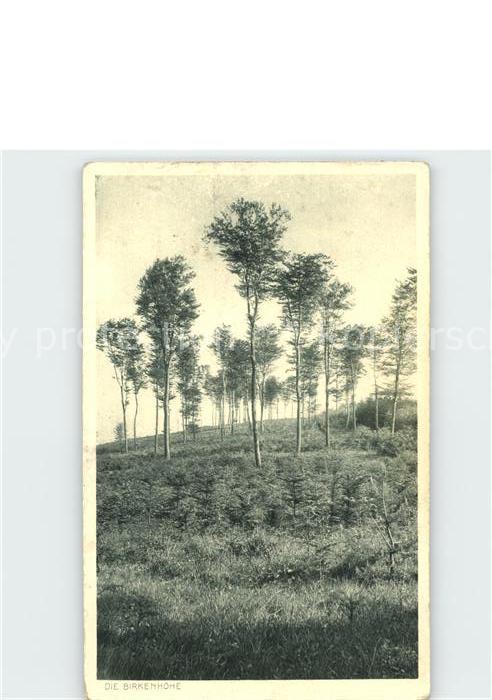 Baeume Trees Birken Birkenhöhe