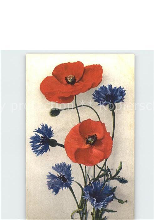 Blumen Mohnblumen Kornblumen