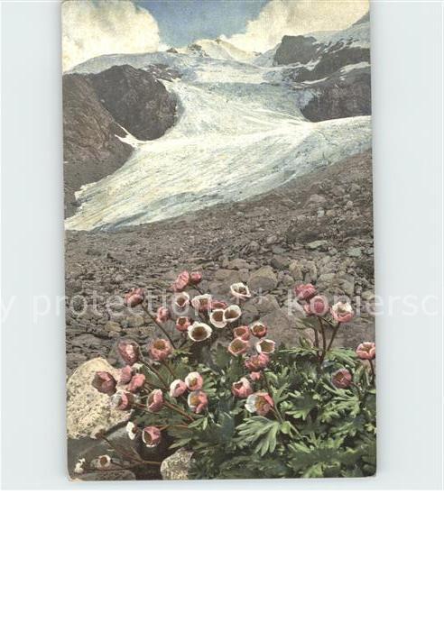 Blumen Ranunculus glacialis Gletscher-Hahnenfu