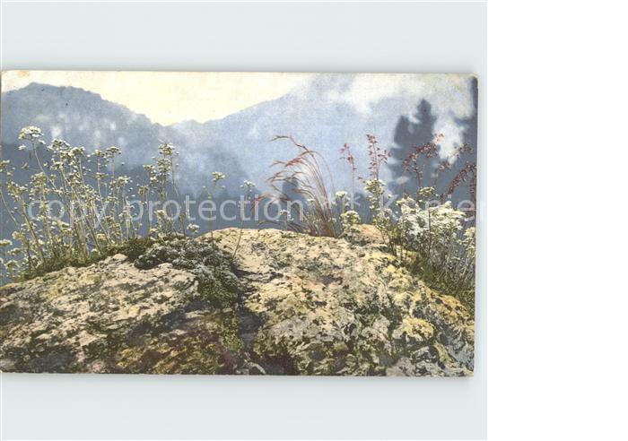 Verlag Photochromie Nr. 462 Saxifraga Aizoon