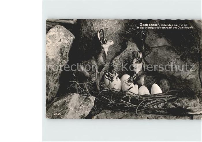 Gemse Gemsennest Nordostsuedwestwand Gamskogel