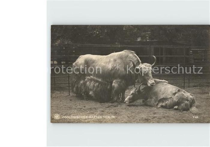 Tiere Yak Zoo Berlin Foto-NPG