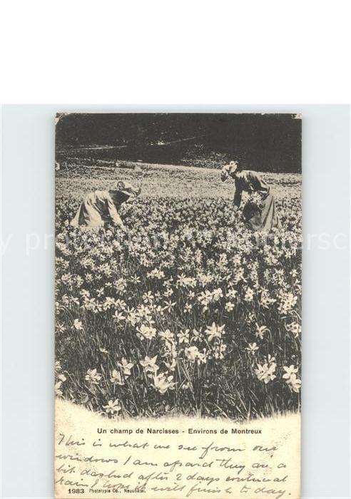 Blumen Champ de Narcisses Environs de Montreux