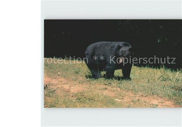 Baeren Black Bear Great Smoky Mountains National Park