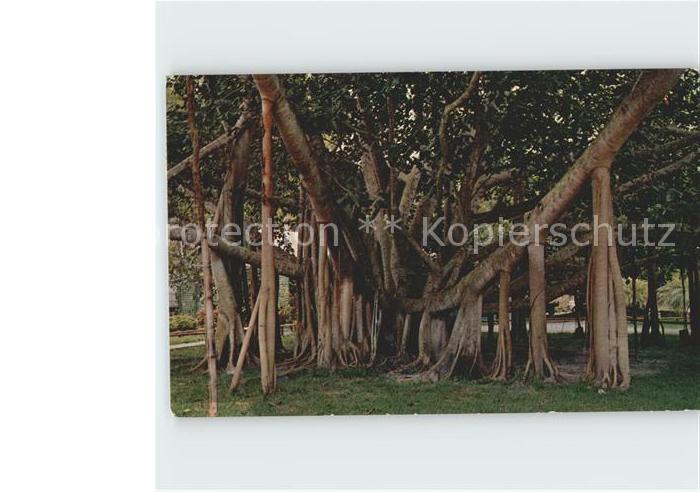 Baeume Trees Banyan Tree Hawaii Honolulu