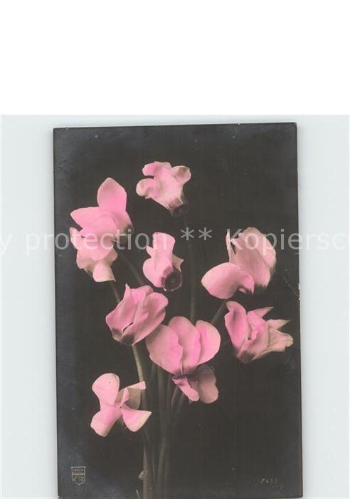 Blumen Alpenveilchen