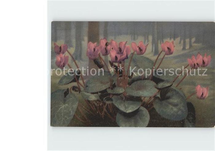 Verlag Photochromie Nr. 487 Alpenveilchen