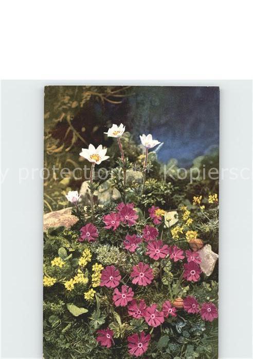 Verlag Photochromie Nr. 916 Anemone baldensis Primula minima Dr
