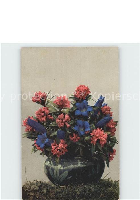 Verlag Photochromie Nr. 486 Alpenrosen Enzian