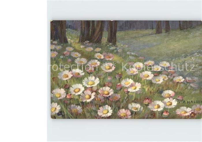 Haller Anna Gaensebluemchen