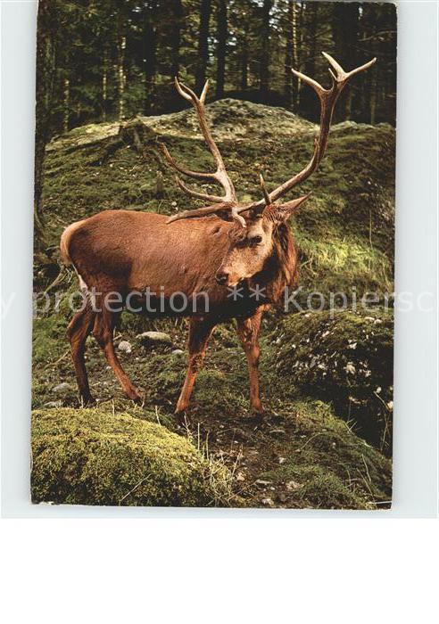 Hirsch Edelhirsch Tierpark Goldau