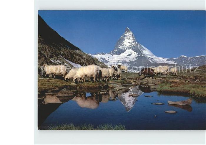 Schafe Riffelsee Zermatt Matterhorn