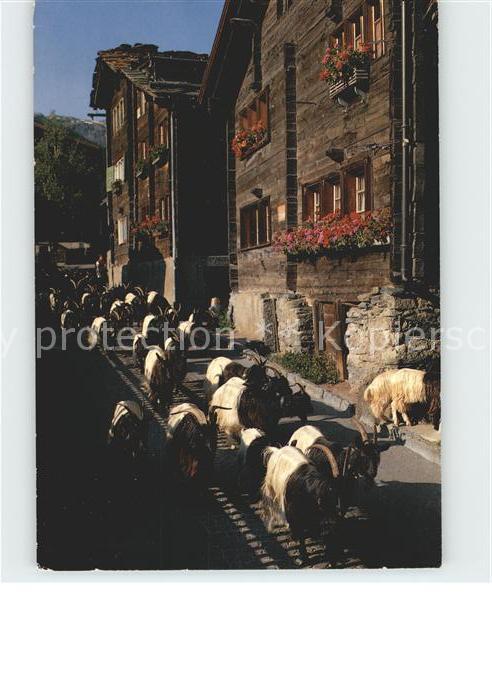 Ziege Schwarzhalsziegen Zermatt