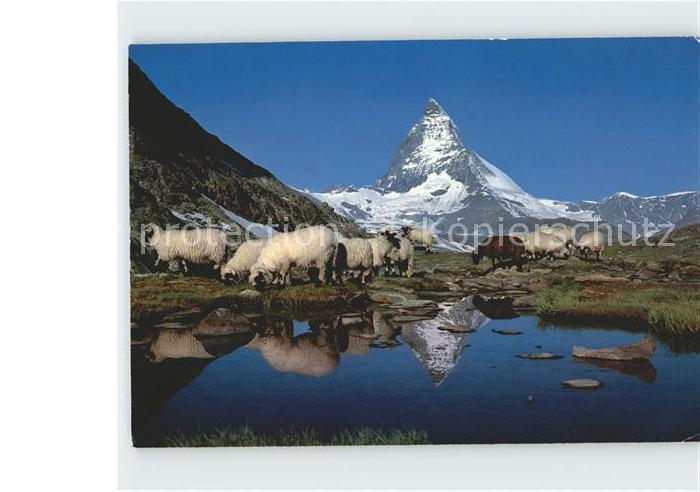 Schafe Riffelsee Zermatt Matterhorn