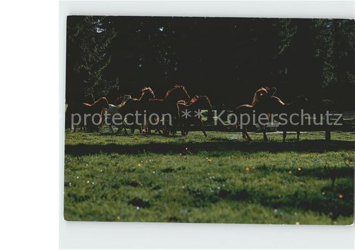 Pferde Paturage du Jura