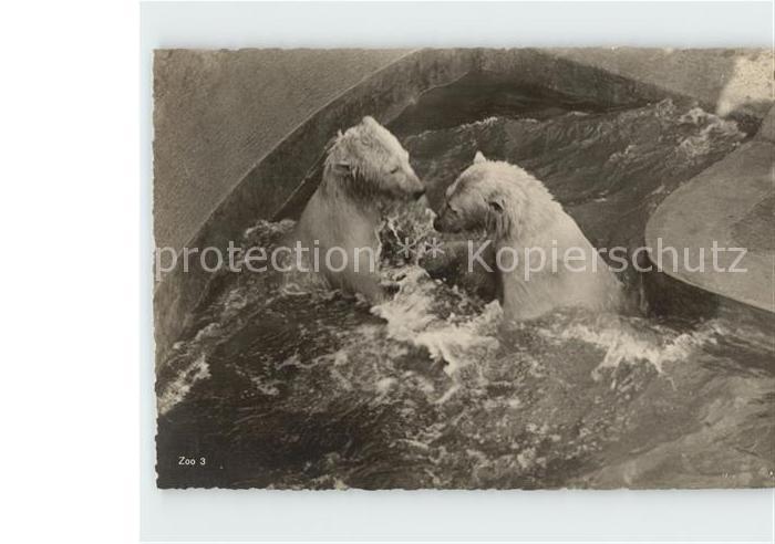 Eisbaer Zoo Zuerich Muffi und Gretl