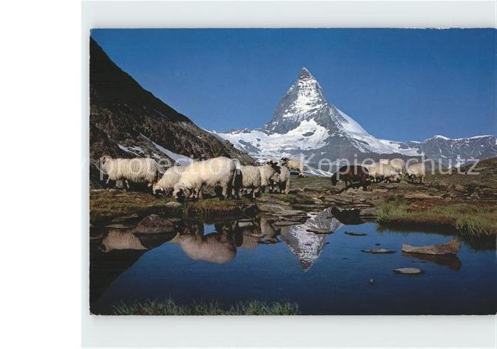 Schafe Riffelsee Zermatt Matterhorn