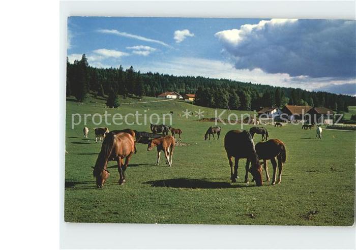 Pferde Paturage Franches Montagnes