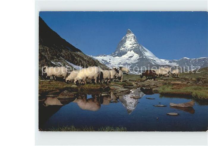 Schafe Riffelsee Zermatt Matterhorn