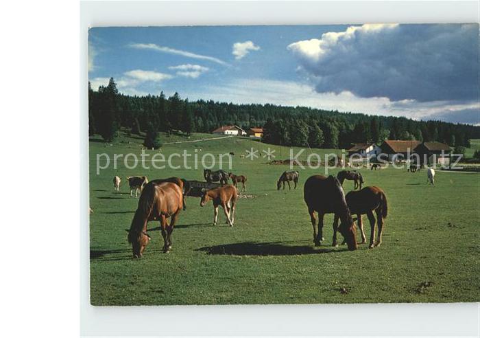 Pferde Paturage Franches Montagnes