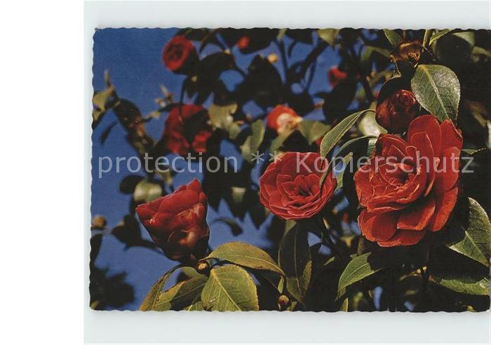 Blumen Magnolien Tessin