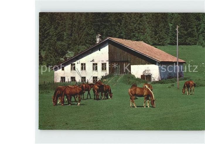 Pferde Paturage Franches-Montagnes