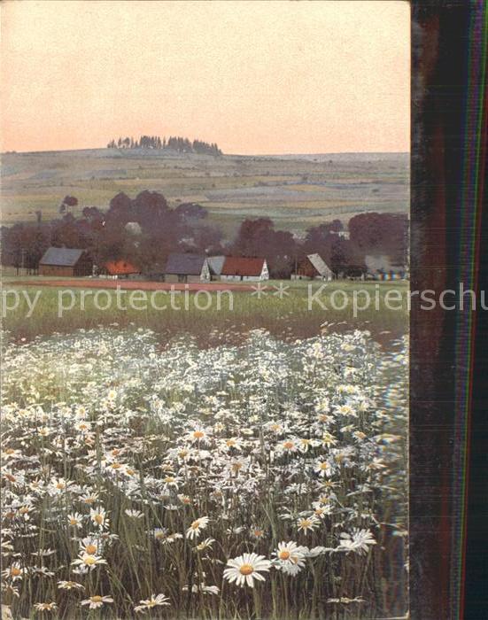 Mildenau Margeriten- Wiese