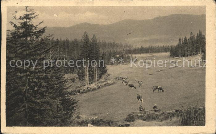 Riesengebirge Krkonose Karkonosze Die Dovewiese Kühe Serie Deutsche Heima