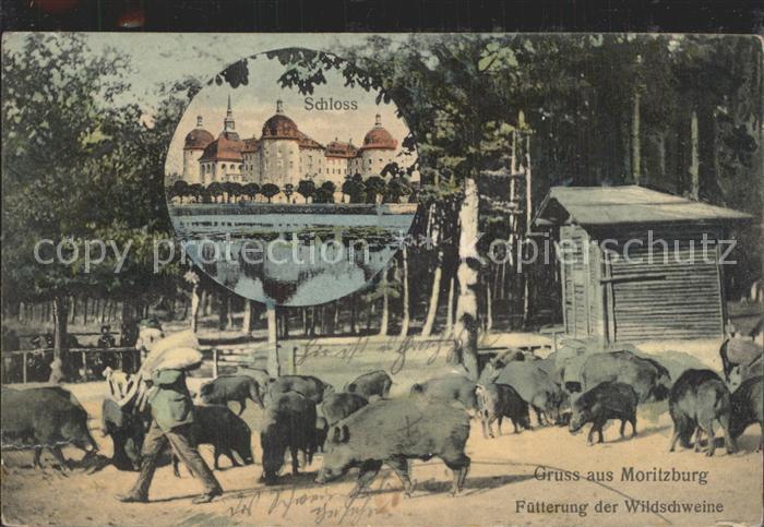 Moritzburg Sachsen Schloss und Fuetterung der Wildschweine