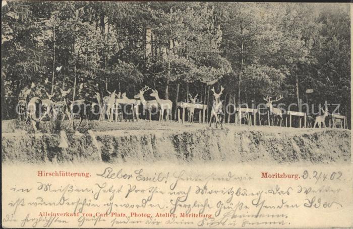 Moritzburg Sachsen Hirschfuetterung