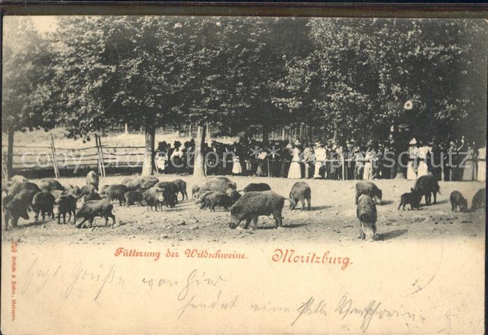 Moritzburg Sachsen Fuetterung der Wildschweine