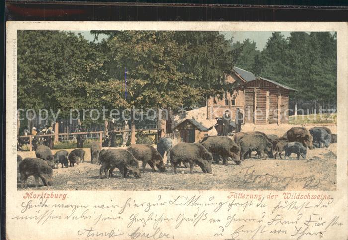 Moritzburg Sachsen Wildschweinfuetterung