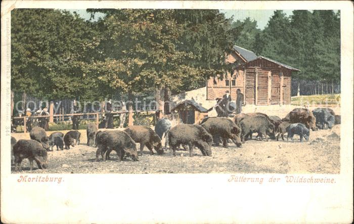 Moritzburg Sachsen Fuetterung der Wildschweine