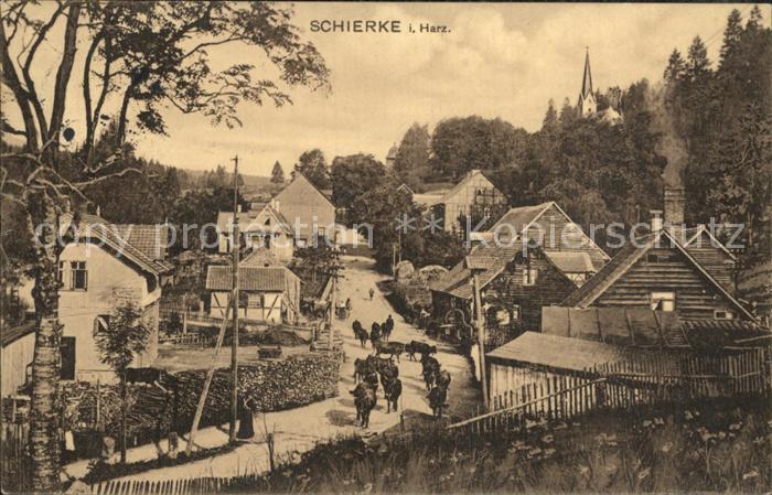 Schierke Harz Kuhherde