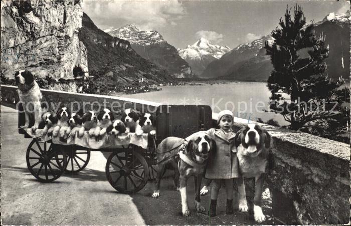 Hundekarren Bernhardiner Flüelen St. Bernhard Zwing