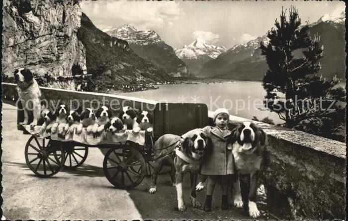 Hundekarren Bernhardiner Flueelen St. Bernhard Zwinger Zwing