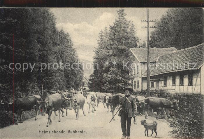 Friedrichroda Heimziehende Kuhherde