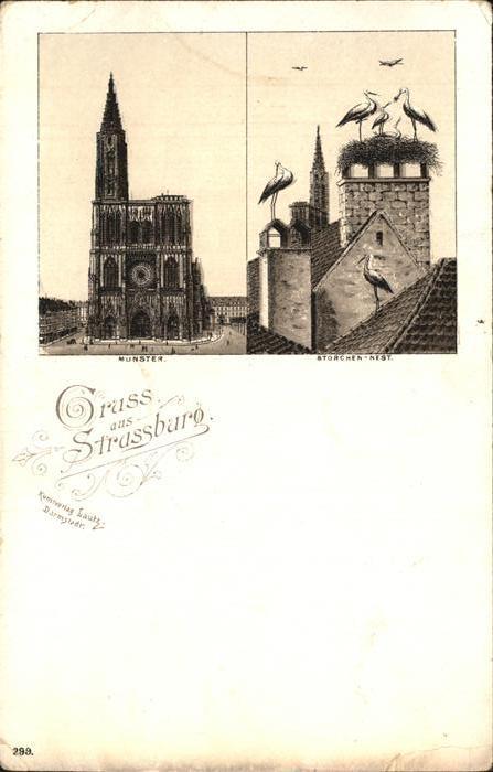 Strassburg Elsass Muenster Storchennest