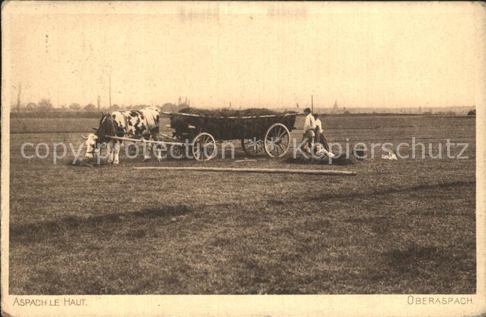 Aspach Haut-Rhin Kuh Heuwagen