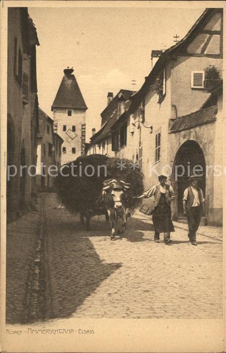 Ammerschwihr Heuwagen Bauern Kuh