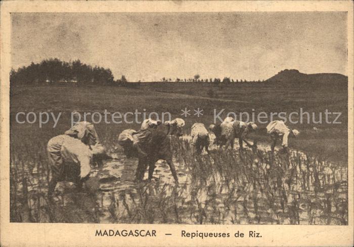 Madagascar Repiqueuses de riz Reisfelder