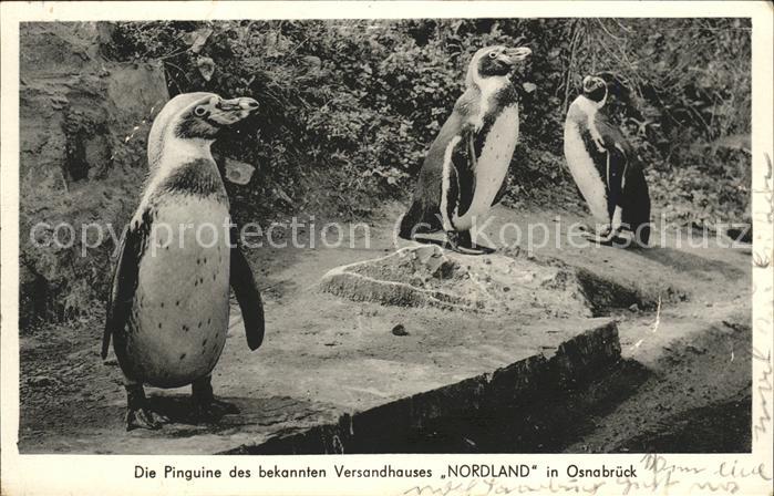 OSNABRueCK  CITY Pinguine
