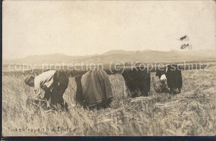 Tuerkei Turkey Frauen bei der Ernte